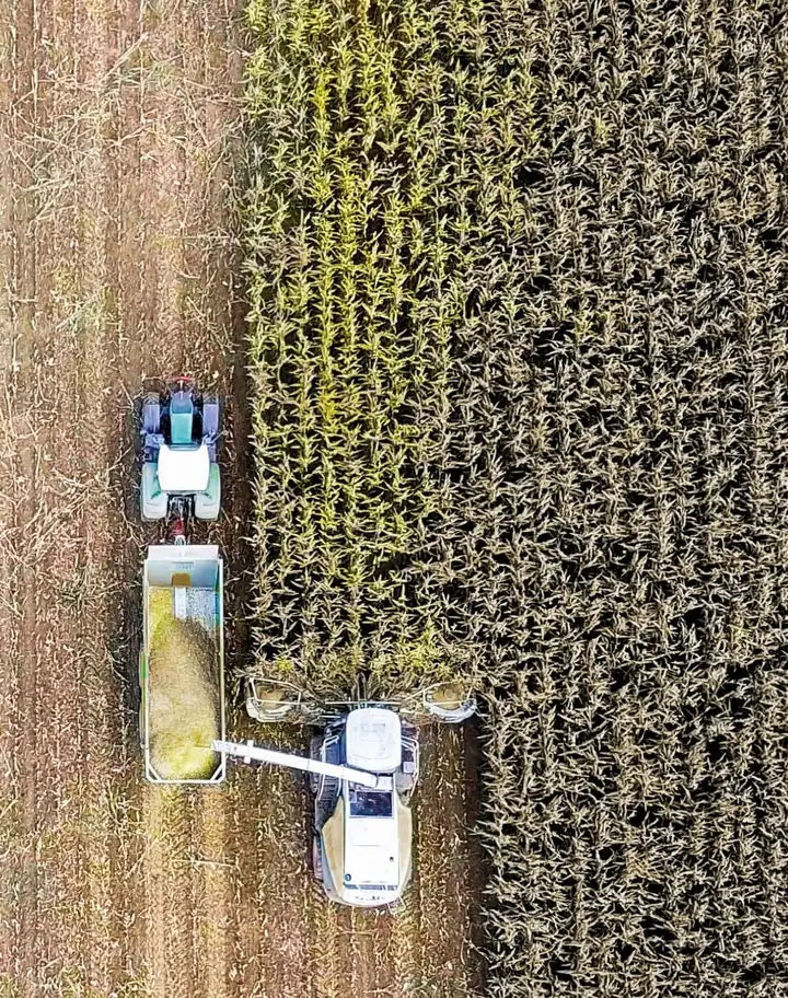 Raccolta del mais dall’alto: trinciatrice e carri di trasporto in campo